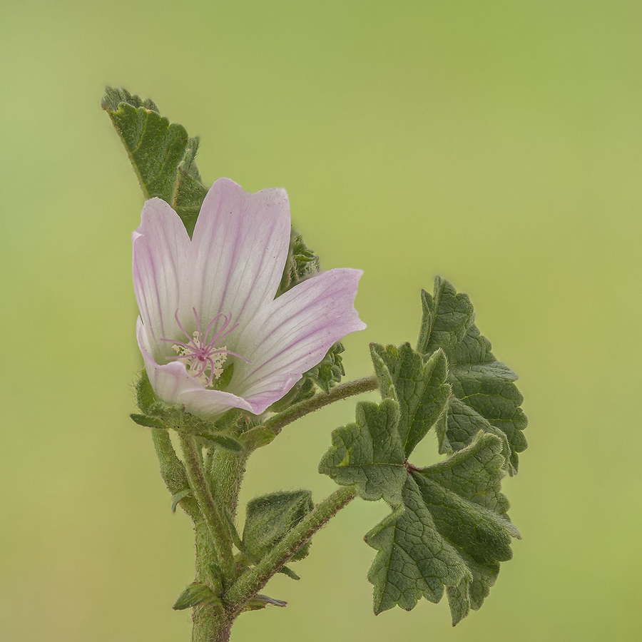 MALVA