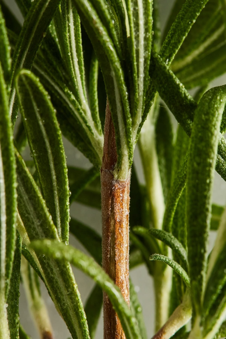 ESCUALANO