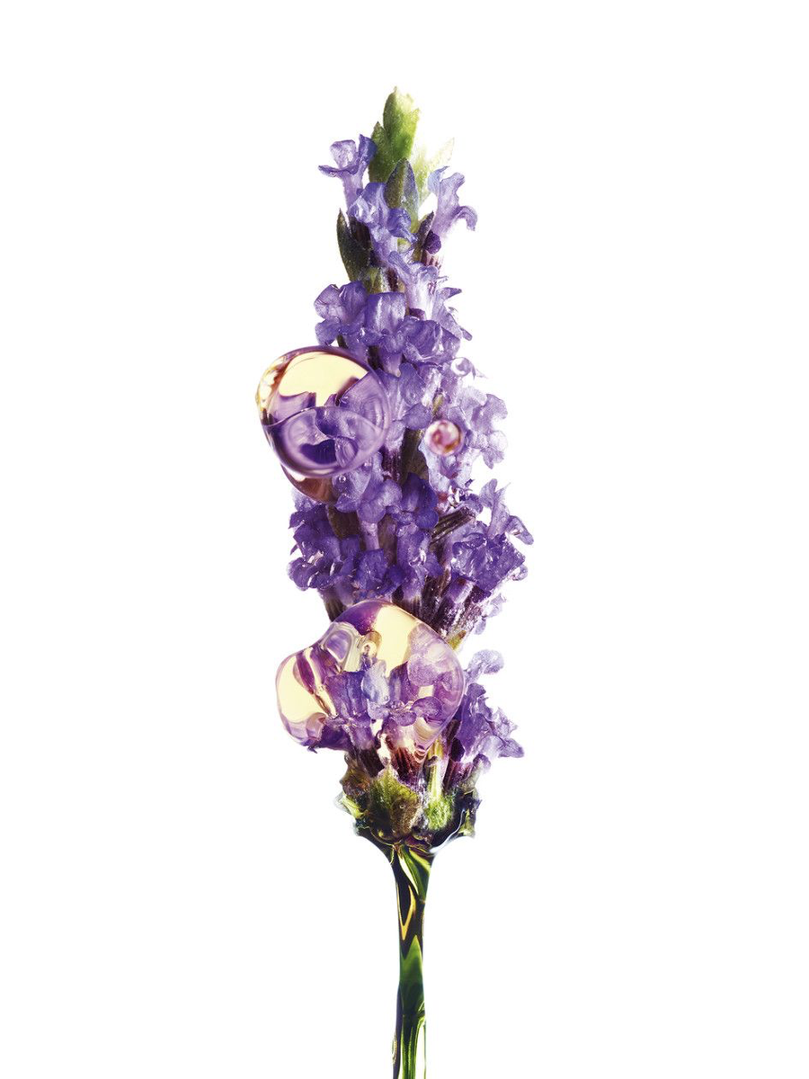 BUDDLEJA